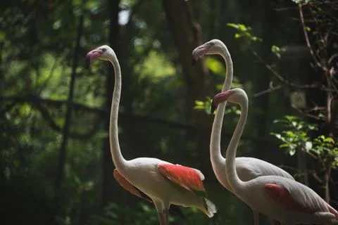 Flamingo in the zoo. Stock Photos