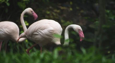 Flamingo in the zoo. Stock Photos