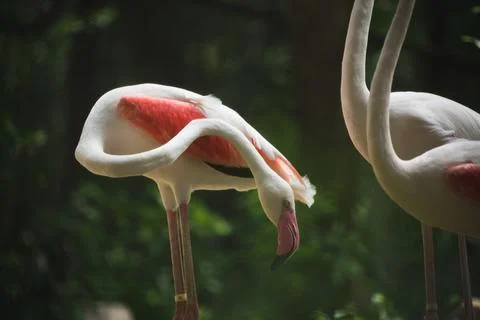 Flamingo in the zoo. Stock Photos