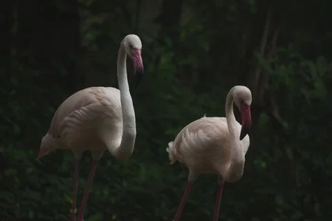 Flamingo in the zoo. Stock Photos