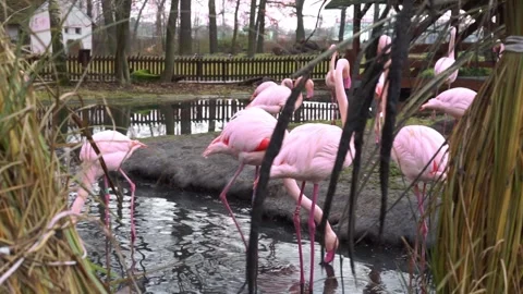 Flamingo at the zoo pink Stock Footage 258963310