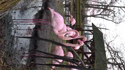 Flamingo in the zoo vertical video Stock Footage 258963418