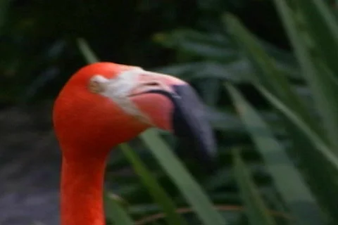 Flamingo zoom 1 Stock Footage 681044