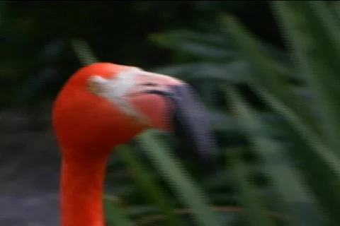 Flamingo zoom beta sp Stock Footage 681052