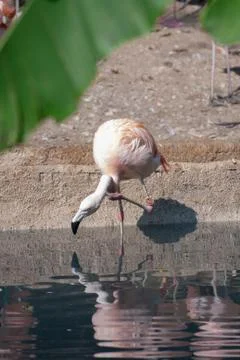 Flamingo01 库存照片