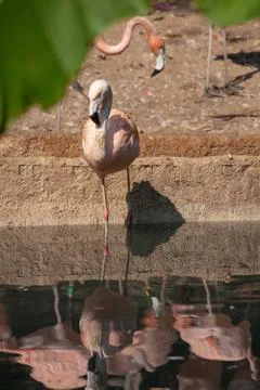 Flamingo02 库存照片