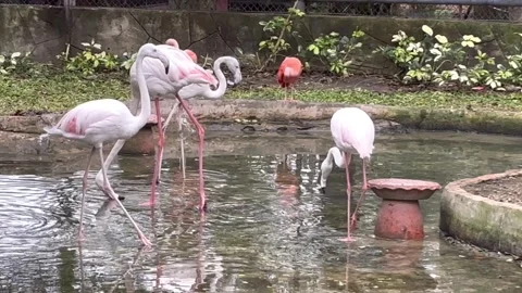 Flamingo2 Stock Footage 328271734