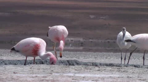 Flamingo5 Stock Footage 20459552