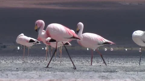 Flamingo5 Stock Footage 20459608