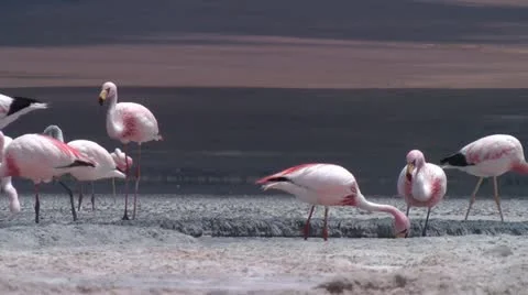 Flamingo5 Stock Footage 20459816
