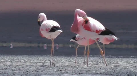 Flamingo5 Stock Footage 20459920