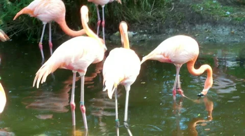 Flamingobirds Stock Footage 508761