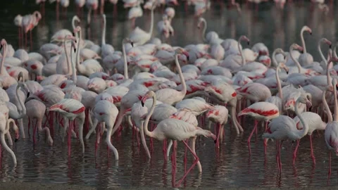 Flamingoes in dubai uae Stock Footage 228583618