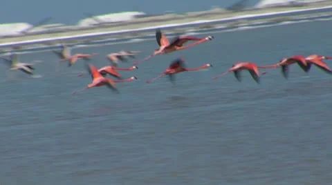 Flamingoes flying Stock Footage 10720573