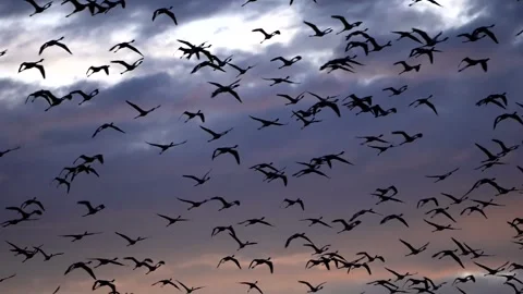Flamingoes Flying in Slow Motion Under Dark Clouds Stock Footage 336227062