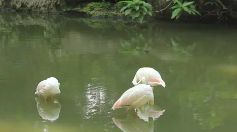 Flamingoes Stock Footage 50888879