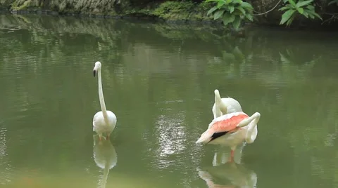 Flamingoes Stock Footage 50891110