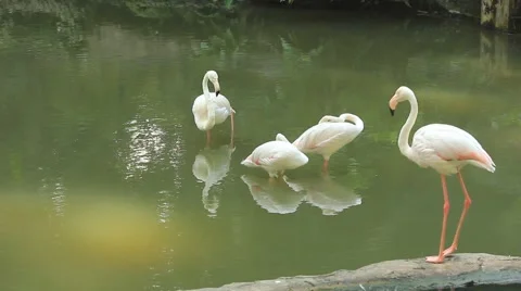 Flamingoes Video stock 50891795