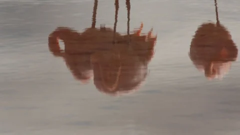 Flamingoes Stock Footage 111229999