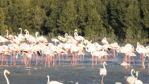 Flamingoes Video stock 121648438