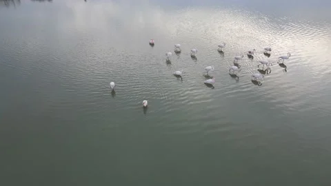 Flamingoes Video stock 150363079