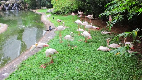 Flamingoes in the park Stock Footage 80186435