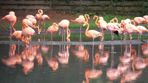 Flamingoes with Reflections Stock Footage 253643329
