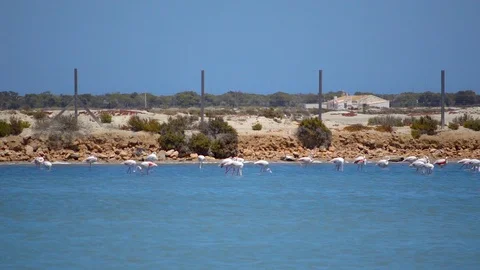 Flamingoes in a River Stock Footage 120735661