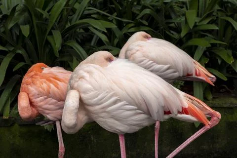Flamingoes sleeping Foto stock