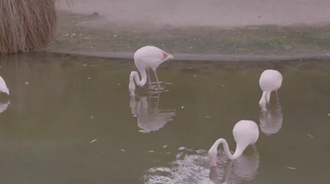 Flamingoes in the water Stock Footage 53010506