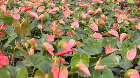 Flamingoflower HD Stock Footage 34970098