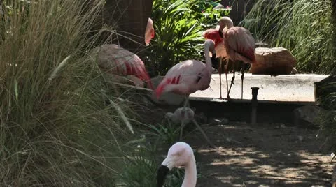 Flamingos 01 스톡 동영상 11967642