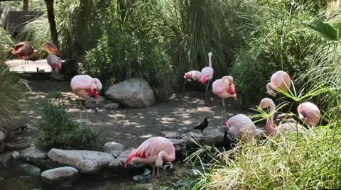 Flamingos 02 스톡 동영상 11970223