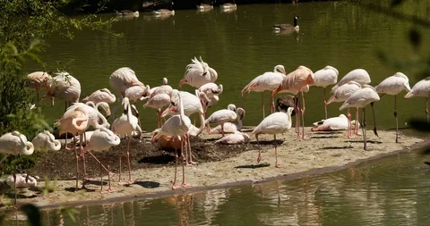 Flamingos 1 Stock Footage 101526076