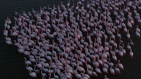 Flamingos 2: A breathtaking view of nature Stock Footage 303256687