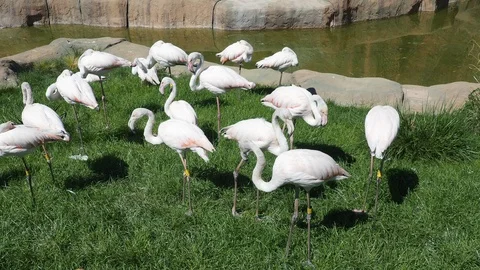 Flamingos 2 Stock Footage 93115876