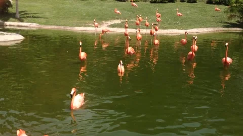 Flamingos 2 Stock Footage 241749146