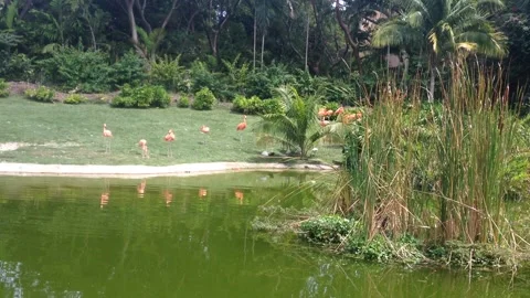 Flamingos 3 Stock Footage 241749150