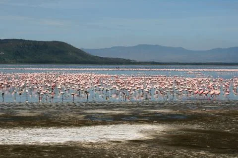 Flamingos in africa Stock Photos