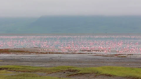 FLAMINGOS AFRICAN Stock Footage 41785339