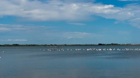 Flamingo's Aigues Mortes Video stock 59834196