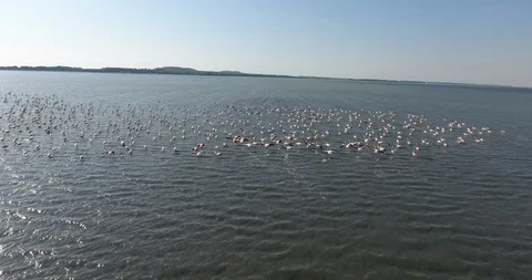 Flamingos Albania Stock Footage 123171428