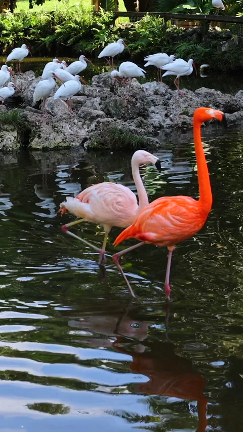 Flamingos and herons in Florida Stock Footage 293153269