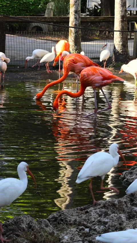 Flamingos and herons in Florida Stock Footage 293153283