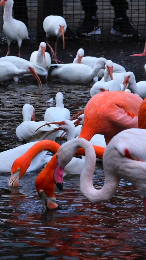Flamingos and herons Stock Footage 293153285