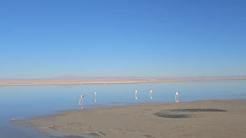 Flamingos and Shadows on Salt Flat Lagoon, Laguna Chaxa, Chile 8K Video stock 331541646