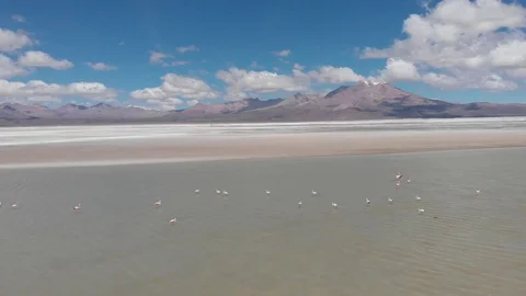Flamingos and volcano Stock Footage 109992867
