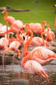 Flamingos and Wildlife Stock Photos