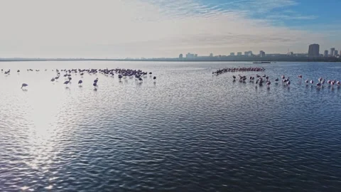 Flamingos are seen standing in shallow water while the sun shines Stock Footage 328526905
