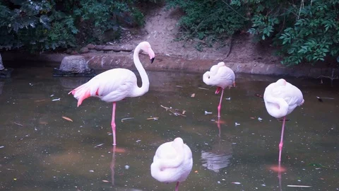 Flamingos are standing in the water 2 Stock Footage 118228706